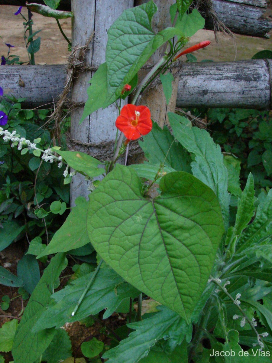Ipomoea hederifolia L.